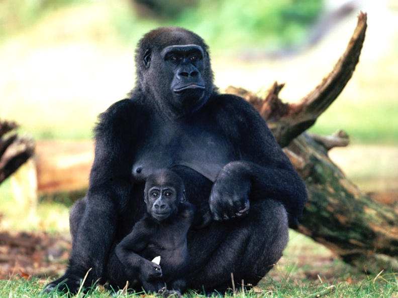 Babysitting, Western Lowland Gorilla